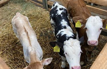 Agriturism Gscnara - Foto 33