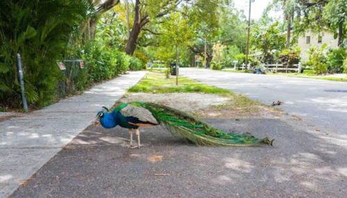 Peacock Villa 2 by Dream Vacation - Foto 5
