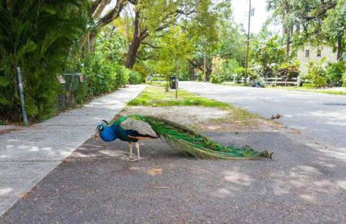 Peacock Villa 2 by Dream Vacation - Foto 5