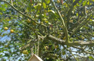 Casa de Nuna- calefacción, naturaleza, Netflix - Foto 28