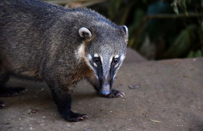 Excursion privée depuis Puerto Iguazú - Photo 1