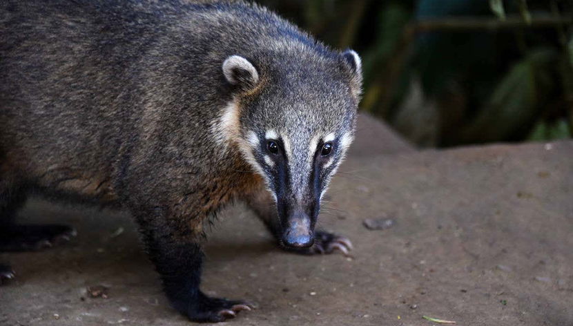 Fauna autóctone do Parque Nacional Iguazu