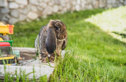 Ferienwohnungen Wiesbauer - Foto 30