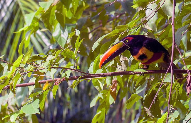 Luxe 4 Bdrm Villa w Epic Oceanview Infinity Pool - Foto 57