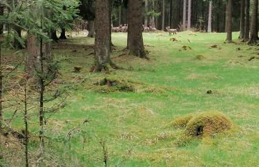 Ferienwohnung Katrin Spindler - Photo 42