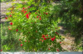 Sunray Separate Villa - Photo 23