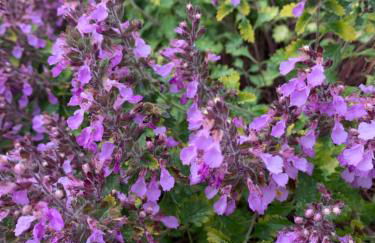 Ferienwohnung Zur fleißigen Biene - Foto 24