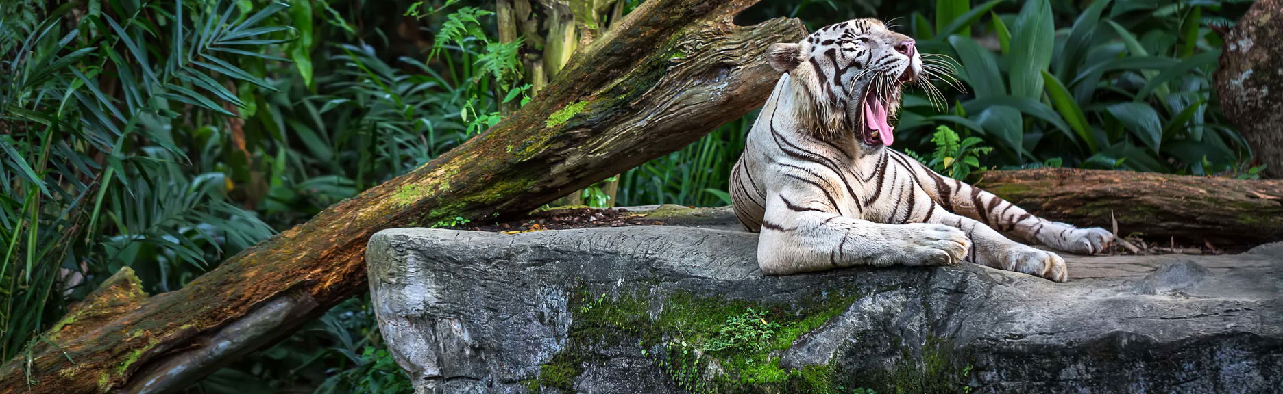 Escursione allo zoo di Singapore