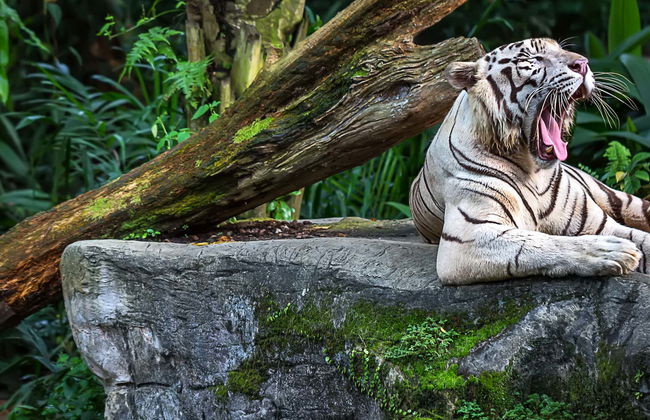 Escursione allo zoo di Singapore - Foto 1