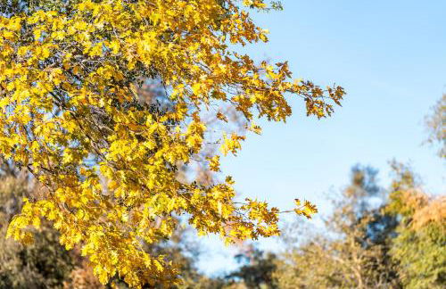 Lupine Landing - Foto 44