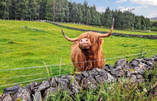 Broom Cottage - Foto 33