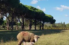 L'Odyssée provençale, un duplex de charme de 2 chambres au pied du village médiéval de Bormes-les-Mimosas, offrant des prestations haut de gamme et une superbe vue sur le Massif des Maures - Foto 52