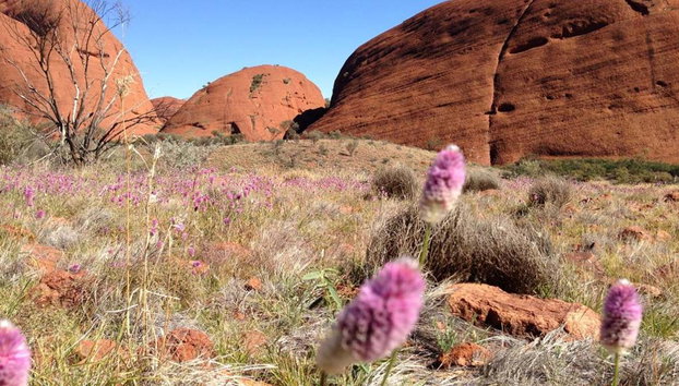 Kata Tjuta and Valley of the Winds - Full-Day Small Group Tour - Photo 4