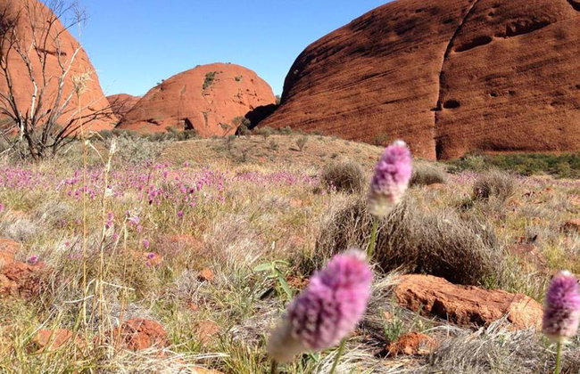 Kata Tjuta and Valley of the Winds - Full-Day Small Group Tour - Photo 4