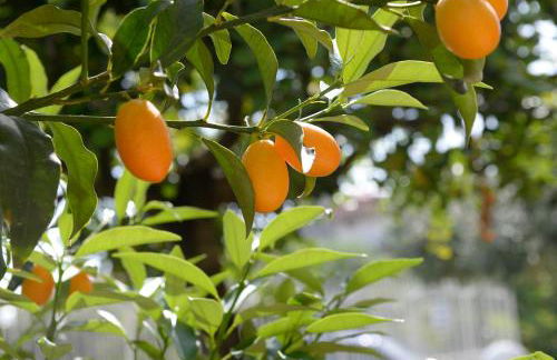 Villa Galati Resort - Foto 39