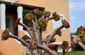 Boutique Hotel Ileas Village - Foto 21