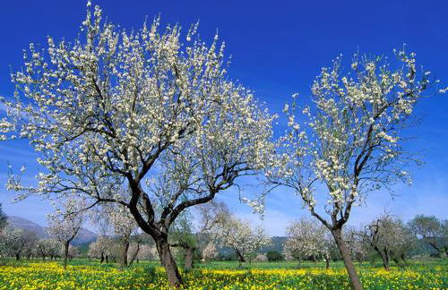 Finca Son Macia, amplia piscina, jardines en Selva, cerca de playas - Foto 48