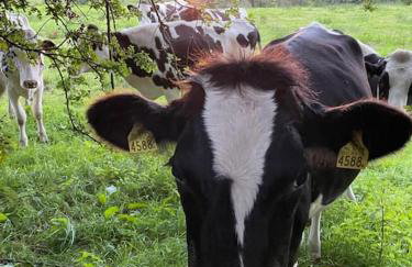 Littlemount Farm Cottage - Foto 61