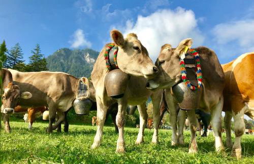 Alpenrose Appartements - Foto 23