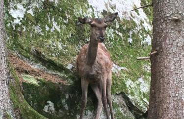 Sul cucuzzolo - Foto 63