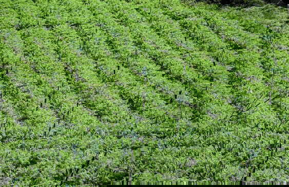Clouds 1939 By Wimsons - Photo 39