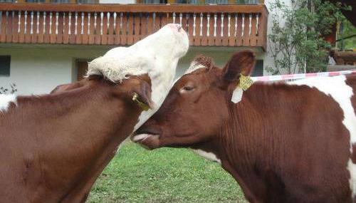 Geigerbauernhof - Foto 2