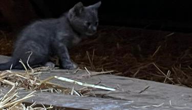 Reihenhaus Geltinger Bucht - Foto 5