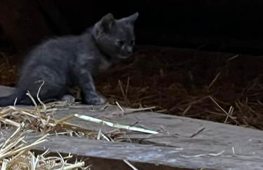 Reihenhaus Geltinger Bucht - Foto 5