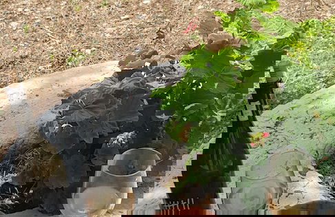 Beit Kfoun - Foto 30