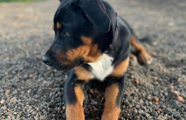 La Majorera - Foto 48