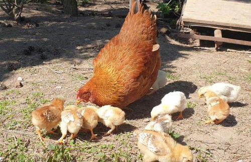 Lana Salta Alpakas - Gemütliche Ferienwohnungen auf dem Bauernhof - Photo 14