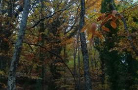 La Lancha del Jerte - Foto 27