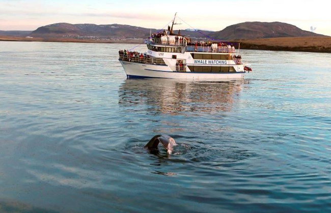 Observation des baleines et spectacle de lave - Photo 1