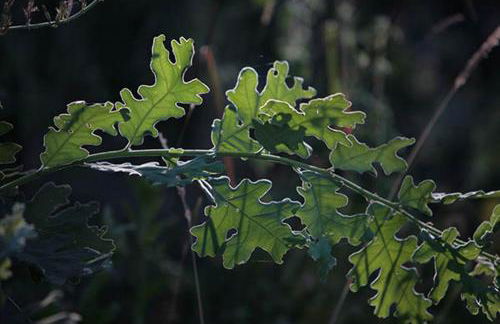 Finca El Zurrador - Foto 33