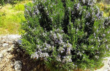 Sto Dimeiko - Foto 23