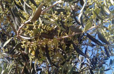 Apartments Brkić, Lozovac Krka NP with Pool - Foto 80