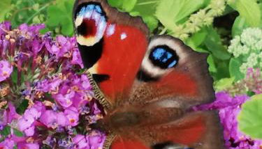 Ediths Haus - Foto 3, Garden