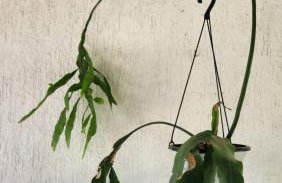 casa 4 quartos com piscina - Foto 43