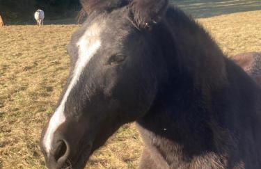 Lieblingsplatz Lissberg - Photo 33