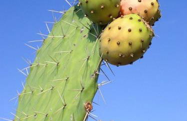 villa bilimots - Foto 17