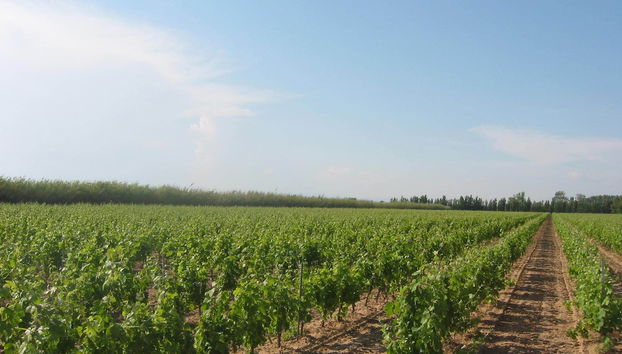 Domaine La Yole Wine Resort - Foto 2, Imagen principal