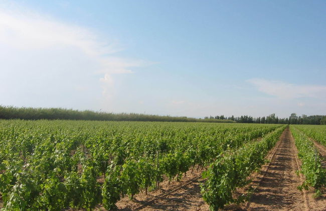 Domaine La Yole Wine Resort - Foto 1