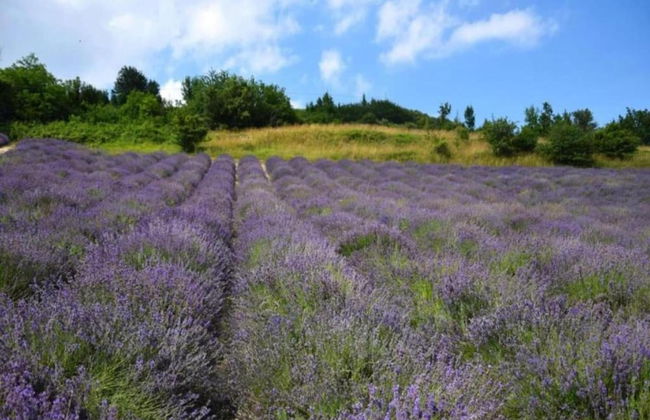 Mansion in Langhe With Pool and Winery Charm - Foto 27