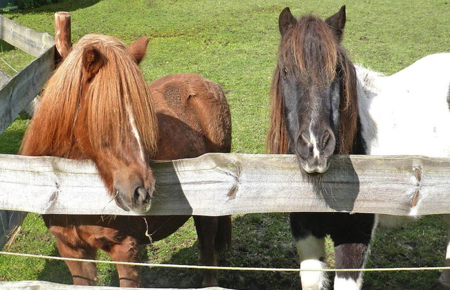 Ferienhof Landhaus Markus, Southern Switzerland - Foto 38