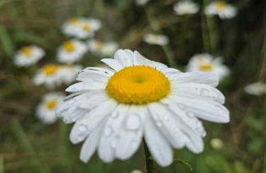 Bliss Garden Retreat House ZielonoMi - Foto 65