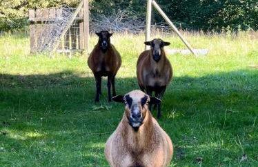 Ferienwohnung Brandshagen - Foto 9