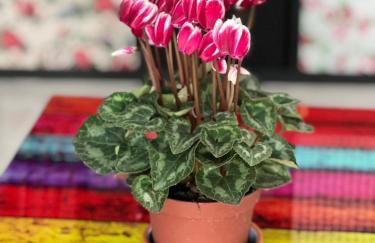 Il mondo di Leo - Foto 22