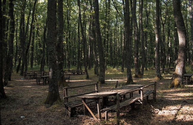 Giardino Boschivo - Foto 25