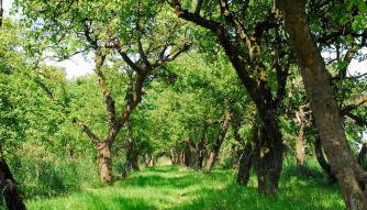 Himmel&Erden - Foto 3, Garden