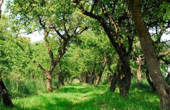 Himmel&Erden - Foto 3